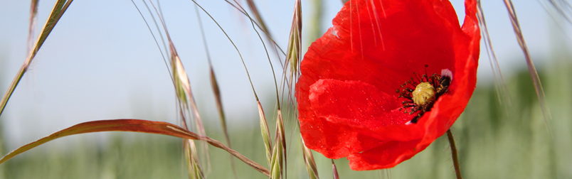 Mohn einzeln