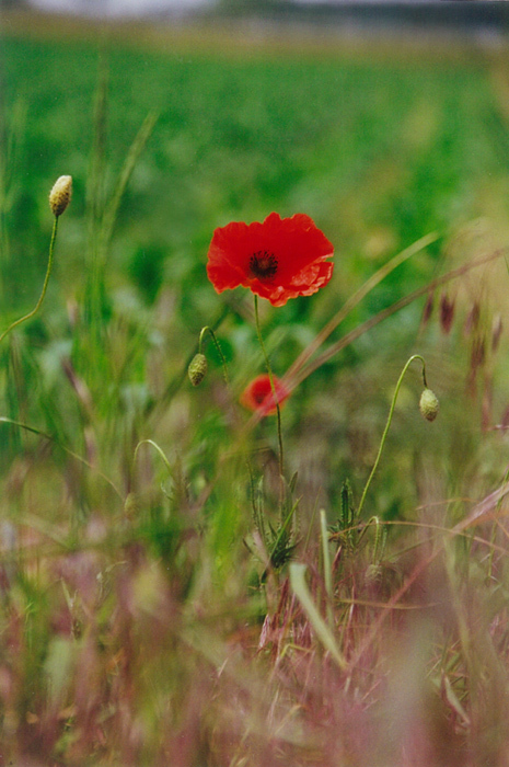 Mohn